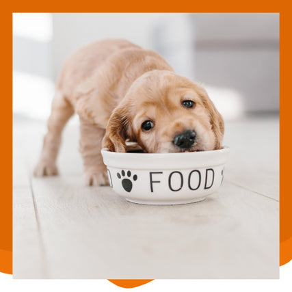 Dog FoodDog eating