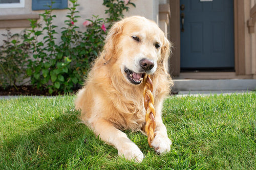 Barking Buddha Braided Bully Stick 12″ (3 Pack) For Large To XL Dogs / Power Chewers (12)