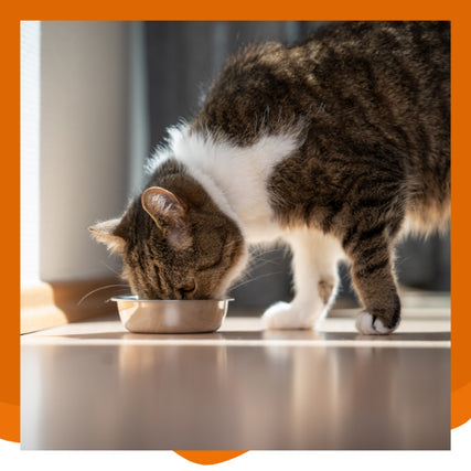 Cat FoodCat eating