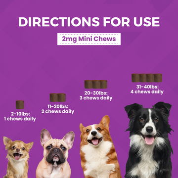 Nootie Mini Progility Calming Aid Soft Chew Supplement For Small and Medium Dogs
