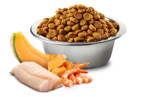 Farmina N&D Ocean Cod, Shrimp, Pumpkin And Cantaloupe Melon Kitten Dry Cat Food